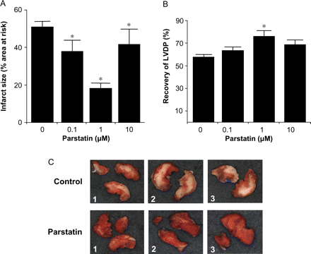 Cardioprotective effects of parstatin in vitro. Rat hearts were perfused with increasing concentrations of parstatin (0, 0.1, 1, and 10 µM) for 15 min prior to ischaemia. Infarct size and LVDP were determined after 30 min regional ischaemia and 180 min reperfusion. (A) Infarct size. (B) Recovery of LVDP. (C) Typical photographs of myocardial slices from three control and three parstatin-treated hearts. Infarcted areas are pale grey, whereas viable myocardium is dark red. Data are mean ± SD, n = 6/group. *P < 0.05, treated vs. control. LVDP, left ventricular developed pressure.