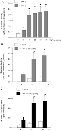 TNF-α induced cardiomyocyte apoptosis. (A) Ventricular cardiomyocytes were exposed to various concentrations of TNF-α (0–100 ng/mL) for 8 h and caspase-3 activity measured. To evaluate time-dependant effects, cardiomyocytes were incubated with 10 ng/mL TNF-α for 4, 8, and 12 h and caspase-3 activity (B) and evidence of apoptosis using the fluorescent DNA-binding dye Hoechst 33342 (C) were determined. Results are means ± SE of 4–5 myocyte preparations in each group. Asterisks denote significantly different results from untreated control (0 min), hash symbol indicates significantly different results from 4 h TNF-α treated, P < 0.05.