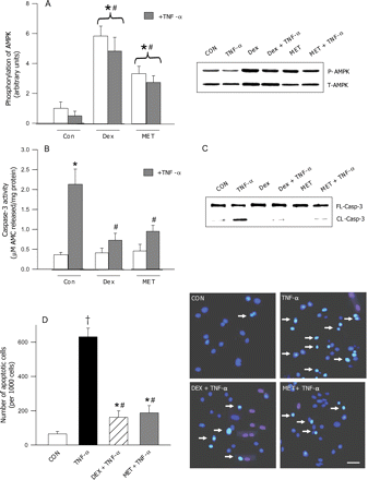 Effects of AMPK activation on TNF-α-induced apoptosis. Cardiomyocytes were incubated with DEX (100 nM) or metformin (2 mmol/L) in the presence or absence of 10 ng/mL TNF-α. Following 8 h of incubation, cells were scraped and protein extracted to determine phosphorylated AMPK (A) and total AMPK (A, immunoblot). Caspase-3 activity (B) and cleavage (C) were measured using a fluorometric assay kit or western blotting. Cells were also examined for morphological evidence of apoptosis using the fluorescent DNA-binding dye Hoechst 33342 (D). Results are means ± SE of five myocyte preparations in each group. Bar = 25 µm. Asterisks denote significantly different results from control (CON), hash indicates significantly different results from TNF-α treated (without DEX or MET), dagger indicates significantly different results from all other groups, P < 0.05. DEX, dexamethasone; MET, metformin; P, phosphorylated; T, total; FL, full length; CL, cleaved.