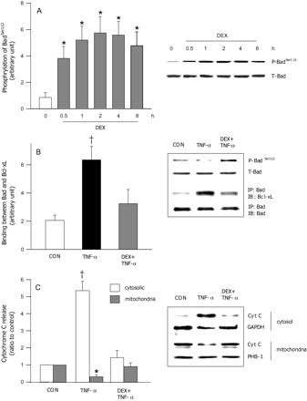 DEX-induced regulation of Bad phosphorylation and its association with BCL-xL. In cardiomyocytes treated with DEX (100 nM), time-dependant changes in Bad phosphorylation (Ser112) (A) and total Bad (A, immunoblot) were determined using western blotting. To determine the effects of DEX on TNF-α-induced changes in total and phosphorylated Bad (Ser112), ventricular cardiomyocytes were incubated with 10 ng/mL TNF-α for 8 h, in the presence or absence of DEX (100 nM) (B, immunoblot). To examine the association between Bad and Bcl-xL in these cells, Bad was immunoprecipitated (IP) using a Bad antibody and immunoblotted (IB) with anti-Bcl-xL (B). Cytochrome c release was also determined in these cells by preparing cytosolic and mitochondrial extracts as described in Methods section. The samples were then subjected to western blot analysis for cytochrome c (C). Prohibitin-1 (PHB 1) was immunoblotted as a mitochondrial marker (C, immunoblot). Results are means ± SE of four myocyte preparations in each group. Asterisks denote significantly different results from control (CON), dagger indicates significantly different results from all other groups, P < 0.05. DEX, dexamethasone; P, phosphorylated; T, total.
