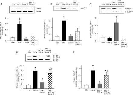 Consequence of AMPK inhibition on TNF-α-induced Bad phosphorylation and caspase-3 activity. Cardiomyocytes were pre-incubated with Compound C (40 µM) for 45 min, prior to DEX (100 nM) treatment for 8 h. Cells were scraped and protein extracted to determine total (A, immunoblot) and phosphorylated (A) AMPK, and phosphorylated Bad (Ser112) (B). To evaluate the effects of AMPK inhibition on TNF-α-mediated effects on cardiomyocytes, cells were exposed to TNF-α (10 ng/mL) or DEX (100 nM), or their combination for 8 h. Where indicated, one group was subjected to a 45 min pre-exposure to Compound C followed by incubation with DEX and TNF-α for 8 h. Cells were scraped and protein extracted to determine the phosphorylation of AMPK (C) and Bad (Ser112) (C, immunoblot). Cell lysates from the above groups were also used to evaluate the interaction between Bad and Bcl-xL using immunoprecipitation (D). Caspase-3 activity was measured using a fluorometric assay kit (E). Results are means ± SE of four myocyte preparations in each group. Asterisks denote significantly different results from control (CON), hash indicates significantly different results from TNF-α, double dagger symbols denote significantly different results from DEX + TNF-α treates, dagger symbols denote significantly different results from all other groups, P < 0.05. DEX, dexamethasone; P, phosphorylated; T, total; IP, immunoprecipitated; IB, immunoblot.
