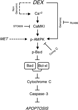 Graphic representation of the proposed mechanism mediating the protective effect of AMPK activation on TNF-α-induced apoptosis in adult rat ventricular cardiomyocytes. DEX (or MET), by activating AMPK, either through a Ca2+/CaMKI/AMPK pathway and receptor-mediated increase in gene expression, phosphorylates and inactivates Bad, prevents cytochrome c release, and inhibits activation of the caspase cascade and apoptotic cell death.