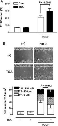 Effect of TSA on PDGF-induced growth and migration of VSMCs. (A) VSMCs were incubated in the absence or presence of 0.5 µmol/L TSA for 48 h and then treated with 1 µg/L PDGF for an additional 24 h. Growth rates were measured using the MTT test. (Tukey post hoc test applied to significant group effects in analysis of variance: F3,28 = 205.19, P < 0.001). (B) VSMCs were incubated in the absence or presence of TSA for 48 h and scraped with a pipette tip. Cells were then incubated in the absence or presence of 5 µg/L PDGF for 48 h. P-values are indicated for statistically significant differences (Student's t-test). The vertical axis represents the number of cells that migrated into the wounded region. Stacked bars display the portion of migratory cells classified by migration distance.