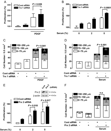 The effect of Trx 1 and Prx 2 inhibition on VSMC growth and migration. (A) VSMCs transfected with Trx1 siRNA were treated with PDGF for 24 h, and growth rates were determined using the MTT assay (Tukey post hoc test applied to significant group effects in analysis of variance, F3,61 = 57.38, P < 0.001). (B) After 48 h of transfection with Trx1-specific siRNA, VSMCs were incubated with various concentrations of serum for an additional 24 h, and growth rates were measured (Tukey post hoc test applied to significant group effects in analysis of variance, F5,18 = 136.96, P < 0.001). (C and D) VSMCs transfected with Trx1-specific siRNA were incubated in the absence or presence of PDGF or 5% serum for 48 h, and migration was determined using a migration assay. P-values are indicated for statistically significant differences (Student's t-test). The vertical axis represents the number of cells that migrated into the wounded region. Stacked bars display the portion of migratory cells classified by migration distance. (E and F) VSMCs transfected with Prx 2-specific siRNA were incubated with various concentrations of serum for an additional 24 h, and growth rates were measured (Tukey post hoc test applied to significant group effects in analysis of variance, F5,24 = 32.92, P < 0.001), and migration was determined using a migration assay. P-values are indicated for statistically significant differences (Student's t-test).