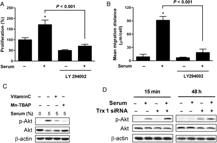 Effect of Trx1 inhibition on Akt activation. (A and B) VSMCs were pre-incubated in the absence or presence of LY294002 for 1 h and then treated with 5% serum for 24 h. Growth rates and migration activities were measured using MTT and migration assays (Tukey post hoc test applied to significant group effects in analysis of variance, F3,16 = 88.72, P < 0.001 in MTT assay and F3,16 = 179.31, P < 0.001 in migration assay, *P < 0.001). The soluble cell lysates were subjected to western blotting. Results shown are representative of three independent experiments. (C) VSMCs were pre-incubated in the absence or presence of 0.5 mmol/L Vitamin C or 25 µmol/L Mn-TBAP and then incubated with serum for 15 min. The soluble cell lysates were subjected to western blotting. (D) VSMCs were transfected with Trx1-specific siRNA and treated with 5% serum for 15 min or 48 h after overnight serum starvation. The soluble cell lysates were subjected to western blotting.