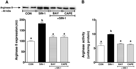 Role of NFκB in SIN-1-induced arginase expression and activity. (A) Shown is a representative western blot for arginase II expression in response to SIN-1 in the presence of BAY 11-7082 and CAPE, NFkB inhibitors. Summary graph shows densitometric analysis of arginase II expression from three independent experiments. (B) Summary graph showing inhibition of arginase activity by NFκB inhibitors BAY 11-7082 and CAPE in response to SIN-1. Bars represent means ± SEs. Different letters denote significant difference (P < 0.05) from each other.