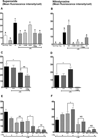 Effect of plasma on oxidative stress markers. (A and B) Graph shows (A) superoxide levels and (B) nitrotyrosine staining in response to plasma from three groups of women and in the presence of arginase inhibitor BEC, NOS inhibitor l-NAME, iNOS inhibitor 1400W, and NADPH oxidase inhibitor DPI. (C and D) Graphs show (C) superoxide levels and (D) nitrotyrosine staining in response to plasma from women with preeclampsia (PE) with BH4 and l-arginine supplementation. (E and F) Graphs show (E) superoxide levels and (F) nitrotyrosine staining in endothelial cells treated with preeclamptic plasma in the presence of arginase inhibitor BEC or NADPH oxidase inhibitor DPI or both with or without l-arginine supplementation. Bars represent means ± SEs. Different letters denote significant difference (P < 0.05) from each other. In panels (C) and (D), statistical analysis was conducted using Bonferroni's correction. Asterisk indicates P < 0.05. In panels (E) and (F), the bar representing preeclampsia (PE) is used only for reference and was not included in the statistical analysis. A one-way ANOVA was performed to compare differences between the other six groups. Asterisk represents P < 0.05, while n.s. represents not significant.