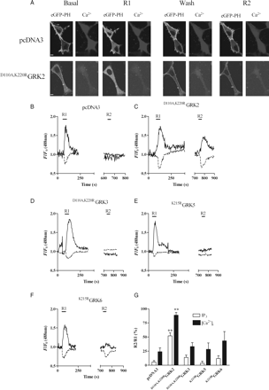 Inhibition of GRK2 reduces the extent of ETAR desensitization. MSMCs were co-transfected with 0.5 µg eGFP-PH and either pcDNA3 (control), D110A,K220RGRK2, D110A,K220RGRK3, K215RGRK5, or K215RGRK6 (0.5 µg). Cells were loaded with Fura-Red and subjected to the standard R1/R2 desensitization protocol (see Methods). Representative images showing both IP3 and Ca2+ changes in MSMCs expressing pcDNA3 (control) or D110A,K220RGRK2 at both the R1 and R2 stimulation points are shown in (A). Representative traces are from cells transfected with pcDNA3 (B), D110A,K220RGRK2 (C), D110A,K220RGRK3 (D), K215RGRK5 (E), or K215RGRK6 (F). ETAR desensitization was determined as the relative change in R2 response compared with R1 for both eGFP-PH (black traces) and Fura-Red (broken traces). Cumulative data (G) are expressed as means ± SEM for the percentage change in R2 relative to R1; n = 7–17 cells for each time-point, from at least eight separate experiments from three or more different animals. Statistical significance is indicated as **P < 0.01 vs. pcDNA3 (one-way ANOVA and Dunnett's post hoc test).