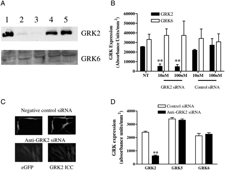 Anti-GRK2 siRNA causes endogenous GRK2 protein depletion. MSMCs were transfected with control or anti-GRK2 siRNAs (10 or 100 nM) using Amaxa nucleofection. After 48 h, cells were lysed and 40 µg of protein loaded for SDS–PAGE separation and immunoblotting. (A) Representative western blots of GRK2 and GRK6 levels are shown: untreated cells (lane 1), cells treated with 10 or 100 nM of anti-GRK2 siRNA (lanes 2 and 3, respectively), 10 or 100 nM negative-control siRNA (lanes 4 and 5, respectively). (B) Cumulative densitometric data show means ± SEM from three animals. (C) Representative images showing depletion of endogenous GRK2 in 4-day-old isolated MSMCs, 48 h after transfection with the same GRK2 siRNA validated in (A and B). On the left are eGFP-transfected cells and the right GRK2 immunoreactivity. (D) Cumulative immunocytochemical data showing that GRK2 siRNA treatment significantly decreased GRK2, but not GRK5 or GRK6 expression in MSMCs. Data are means ± SEM for 20–65 cells for each treatment from three separate animals. Statistical significance is indicated as **P < 0.01 vs. untreated cells (one-way ANOVA and Dunnett's post hoc test).