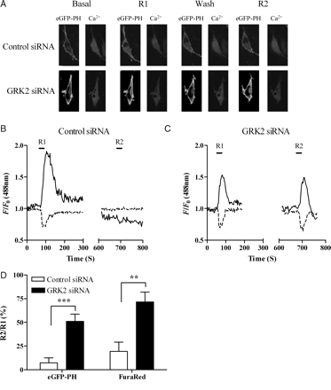 Depletion of endogenous GRK2 inhibits ETAR desensitization. MSMCs were co-transfected with 0.5 µg eGFP-PH and either negative-control or anti-GRK2 (10 nM) siRNAs. Cells were loaded with Fura-Red and subjected to the standard R1/R2 desensitization protocol (see Methods). (A) Representative images of changes in IP3 and Ca2+ in MSMCs expressing either control siRNA or anti-GRK2 siRNA at both the R1 and R2 stimulation points are shown. Representative traces from single cells transfected with control siRNA (B) or anti-GRK2 siRNA (C). ETAR desensitization was determined as the relative change in R2 response compared with R1 for both eGFP-PH (black traces) and Fura-Red (broken traces). Cumulative data (D) show means ± SEM from 7–9 cells from four or more animals. Statistical significance is indicated as **P < 0.01; ***P < 0.001 (one-way ANOVA, unpaired t-test).