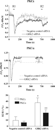 GRK2 depletion decreases ET1-induced desensitization of ETA receptor-stimulated PKC recruitment. MSMCs were co-transfected with 0.5 µg of either eGFP-PKCα or eGFP-PKCε and negative-control or anti-GRK2 (10 nM) siRNAs. Representative traces showing eGFP-PKCε (A) or eGFP-PKCα (B) translocations in MSMCs subjected to the standard R1/R2 desensitization protocol (see Methods) in the presence of negative-control (broken traces) or GRK2 siRNA (black traces). Cumulative data (C) are shown as means ± SEM from 8–20 cells from three to four animals. Statistical significance is indicated as *P < 0.05; **P < 0.01 (one-way ANOVA, Dunnett's post hoc test).