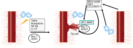 Crosstalk between inflammation, endothelial tip cells, and MT1-MMP. Tip cells can be induced by distinct inflammatory pathways (TNFα, bradykinin, NF-κB, and S-1-P) that converge on Rac1 activation and actin polymerization.4 MT1-MMP expression is restricted to the tip cells.23 Several inflammatory mediators (nitric oxide, PGE2, and CCL2/MCP-1) induce MT1-MMP clustering and activity, probably through the activation of Rac1 and actin polymerization, thereby inducing the endothelial tip cell-like phenotype.26–28
