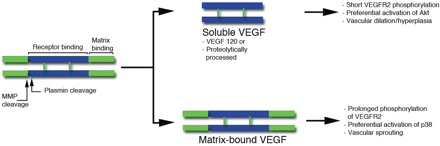 Schematic representation of VEGF. Two monomers are held together in an anti-parallel orientation by disulfide bonds. The central region (blue) is the receptor binding domain, which binds both VEGFR1 and 2, and is encoded by exons 2–5. The C-terminal region (green) includes the matrix-binding motif (encoded by a variable number and combination of exons 6a, 6b, and 7). Amino acids encoded by exon 8 are present in all VEGF forms. Plasmin and some matrix metalloproteases can sever (by proteolysis) the receptor-binding motif from the extracellular matrix binding domain. Soluble VEGF lacks the matrix-binding region either because it is secreted as a short alternative spliced form (VEGF120) or because is modified post-translationally by plasmin or MMPs. The effects of soluble and bound forms are indicated on the right and based on our previous data.67,69