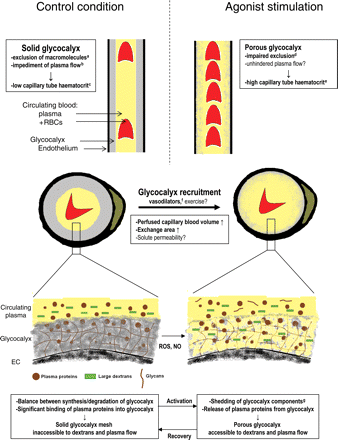 Cartoons illustrating the concept of agonist-stimulated glycocalyx modulation as means of increasing functionally perfused blood volume in the capillaries. Top and middle panels: longitudinal (top) and cross (middle) sections of two capillaries depicting proposed relations between glycocalyx exclusion of flowing RBCs/plasma (yellow) and capillary tube haematocrit/vascular volume available for perfusion, in control conditions (left), and during agonist stimulation (right). Under control conditions, a solid glycocalyx (grey), which excludes circulating blood and macromolecules (a: refs 10,23,24,33,60; b: refs 47,48) lines the endothelium (black), causing capillary tube haematocrit to be low (represented by the low number of RBCs in the left section; c: refs 16,17,19,23,26,33). During stimulation with vasoactive substances, the glycocalyx becomes accessible for large dextrans with a very limited effect on RBC accessibility (d: refs 33,60), and capillary tube haematocrit increases (e: refs 19,33). These data suggest that these agonists can ‘recruit’ capillary volume for perfusion by increasing accessibility of the glycocalyx for flowing plasma, but μ-PIV measurements are needed for definite proof. Vasodilators such as adenosine, bradykinin, and SNP (f: refs 33,60) have been indicated to induce recruitment of blood-excluding glycocalyx volume in capillaries. We propose that the induced increase in capillary surface area may enable solute exchange in the capillaries to be matched to an increase in solute delivery by blood flow due to relaxation of resistance vessels during vasodilator administration and perhaps exercise as well. The insets at the bottom give a simplified illustration of the proposed constitution of the glycocalyx under control conditions and during agonist stimulation. The scaffold of the glycocalyx is formed by a mesh of anionic polysaccharide structures (proteoglycans, glycosaminoglycans, and glycoproteins) produced by the EC. In addition, association of the glycans with plasma proteins from the circulating blood permits the glycocalyx to hinder accessibility of flowing plasma and large dextrans. Agonists may increase shedding of glycosaminoglycan components (g: refs 30,82) and of plasma proteins, possibly via nitric oxide (NO) and reactive oxygen species (ROS), resulting in an increased permeation of large dextrans and presumably allowing axial plasma flow through a larger cross-section of the vessel.