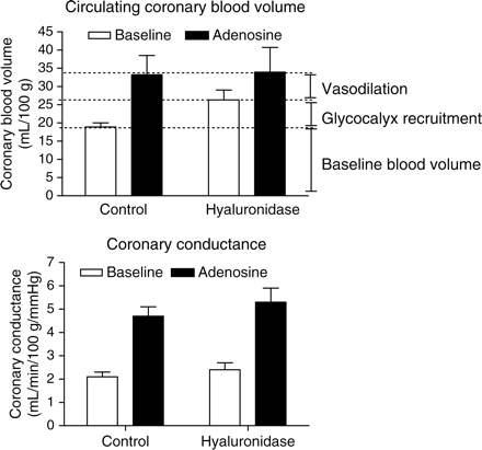Data (mean ± SEM) adapted from Brands et al.30 in anaesthetized goats, illustrating the contribution of glycocalyx recruitment to the increase in circulating coronary blood volume (top panel) and coronary conductance (bottom panel) during intracoronary adenosine infusion. Circulating coronary blood volume was measured using the tracer-dilution technique with fluorescently labelled 2000 kDa dextrans as a circulating plasma tracer and labelled RBCs as an RBC tracer.30 Coronary conductance was defined as the ratio of coronary arterial inflow and perfusion pressure. For more methodological details, the reader is referred to the original study by Brands et al.30 Under control conditions, circulating coronary blood volume nearly doubled during adenosine infusion. After intracoronary hyaluronidase infusion, blood volume increased during baseline and was not changed during adenosine, resulting in a reduction in the adenosine-induced increase in circulating blood volume. Glycocalyx degradation did not affect coronary conductance at baseline nor during adenosine. Since it appeared that coronary conductance was increased primarily by resistance vessel relaxation (no effect of glycocalyx degradation) but that the circulating coronary blood volume increase depended on both dilation of the resistance vessels and recruitment of glycocalyx volume (increase in baseline volume without a change in adenosine-stimulated volume), the disparity between the coronary blood volume vs. flow response allows an estimation of the contribution of capillary glycocalyx volume recruitment to the total increase in circulating coronary blood volume during adenosine to be made. This is shown in the top panel: both recruitment of glycocalyx volume and vasodilation of resistance vessels appear to contribute for about 50% to the increase in circulating coronary blood volume by adenosine.