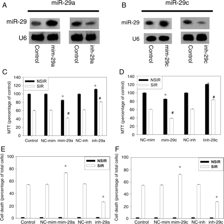 Effect of miR-29 on the viability of H9c2 cells subjected to SIR or NSIR. (A and B) miR-29 expression levels were assessed by northern blot after 24 h transfection of mimic (mim-29) or inhibitor (inh-29). There were four samples in each group. (C and D) MTT viability in cells subjected to SIR or NSIR. Results are expressed as percentage of NC-mim-NSIR, taken as 100% (eight independent experiments were performed). Overall, there were significant differences among the treatment groups in both the cells not exposed to SIR (NSIR, P < 0.001) and those exposed to SIR (P < 0.001). *P < 0.05 vs. NC-mim-NSIR. #P < 0.05 vs. NC-mim-SIR. (E and F) Cell death (six independent experiments were performed for each group). There was no difference among the treatment groups in cells not exposed to SIR (NSIR; P = 0.974 for miR-29a and P = 0.828 for miR-29c). Among cells subjected to SIR, there were significant differences among groups (P < 0.001 for miR-29a and P < 0.001 for miR-29c). *P < 0.05 vs. control SIR.