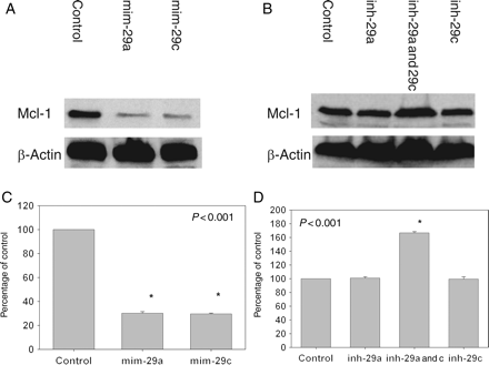 Effect of miR-29a and miR-29c on Mcl-1 levels in vitro. H9c2 cells were transfected with miR-29 mimicking or inhibitory oligonucleotides for 24 h. (A and B) Samples of immunoblots. (C and D) Densitometric analyses of Mcl-1 expression. *P < 0.05 vs. control. Results were representative of four independent experiments.