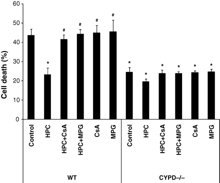 Hypoxic preconditioning (HPC) reduced cell death in wild-type (WT) cardiomyocytes but not CYPD−/− cardiomyocytes following simulated ischaemia–reperfusion injury. This protective effect was abolished in the presence of a ROS scavenger, N-2-mercaptopropionyl glycine (MPG, 300 µM) and mPTP inhibitor, Ciclosporin-A (CsA, 0.4 µM). n = 3. *P < 0.05 vs. WT control and #P < 0.05 vs. WT HPC.