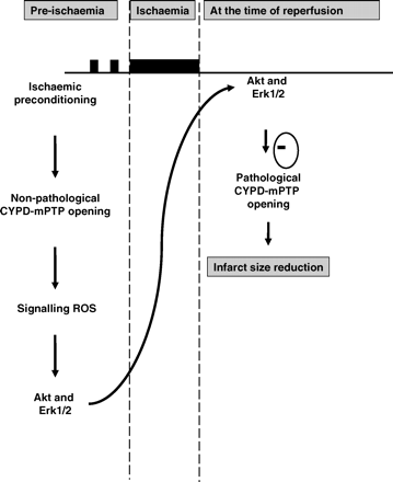 Hypothetical scheme depicting the potential role for non-pathological cyclophilin-D (CYPD) dependent mPTP opening as a mediator of ischaemic preconditioning (IPC) cardioprotection. We postulate that CYPD is required for the mitochondrial release of signalling reactive oxygen species (ROS) into the cytosol in response to an IPC stimulus. The cytosolic signalling ROS then phosphorylate and activate critical pro-survival kinases such as Akt and Erk1/2 which then mediate the inhibition of the pathological form of CYPD-dependent mPTP opening at the onset of myocardial reperfusion.