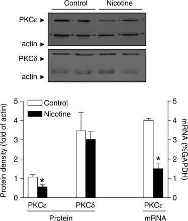 Effect of in utero nicotine exposure on PKCε and PKCδ protein and mRNA abundance in foetal hearts. Pregnant rats were treated with saline (control) or nicotine, and hearts were obtained from near-term foetuses. Data are mean ± SEM, *P < 0.05 vs. control (n = 5).