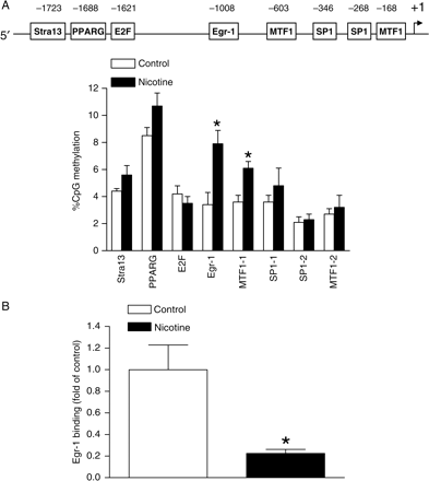 Effect of in utero nicotine exposure on CpG methylation of the PKCε promoter in foetal hearts. Pregnant rats were treated with saline (control) or nicotine, and hearts were obtained from near-term foetuses. (A) DNA was isolated and methylation levels were determined by methylation-specific real-time PCR. (B) Egr-1 binding to the PKCε promoter at −1008 Egr-1 binding site was determined by ChIP assays. Data are means ± SEM. *P< 0.05 vs. control (n = 5).