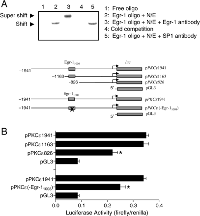 The role of the Egr-1 binding site in the PKCε promoter. (A) Nuclear extracts (N/E) from foetal hearts were incubated with double-stranded oligonucleotide probes containing the PKCε gene consensus Egr-1 binding motif in the absence or presence of Egr-1 and SP1 antibodies. (B) A 1941 bp fragment of rat PKC promoter region spanning −1941 to −1 bp relative to the transcriptional start site of the PKCε was amplified by PCR and inserted into pGL3 to yield the full-length promoter–reporter plasmid denoted as pPKCε1941. Two 5′-truncation mutants (pPKCε1163 and pPKCε826) and one site-specific deletion mutation (pPKCε(-Egr-11008)) were constructed. Constructs were then transfected to H9c2 cells. Firefly and Renilla reniformis luciferase activities were measured after 48 h in a luminometer using a dual-luciferase reporter assay system. Data are means ± SEM, *P< 0.05 vs. pPKCε1941 (n = 5).