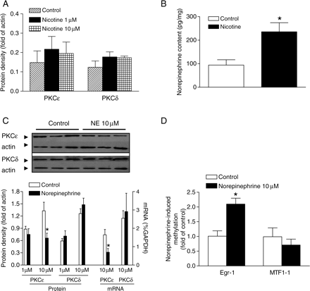 Effect of nicotine and norepinephrine on Egr-1 methylation and PKCε/PKCδ expression in isolated foetal hearts. (A, C, and D) Hearts were isolated from 17-day foetal rats and were incubated in the absence (control) or presence of nicotine or norepinephrine for 48 h. PKCε and PKCδ protein and mRNA abundance (A and C) and methylation of Egr-1 and MTF-1 (−168) binding sites (D) were determined. (B) Pregnant rats were treated with saline (control) or nicotine, and hearts were obtained from near-term foetuses. Norepinephrine content was measured by HPLC. Data are mean ± SEM. *P < 0.05 vs. control (n = 5).