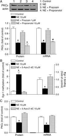 Reversal effect of 5-aza-2′-deoxycytidine on norepinephrine-induced Egr-1 methylation and PKCε gene repression in H9c2 cells. (A) PKCε protein and mRNA abundance was determined in the absence (control) or presence of norepinephrine (NE), NE plus prazosin, and NE plus propranolol. (B) Egr-1 methylation and Egr-1 binding to the PKCε promoter in the context of intact chromatin were determined in the absence (control) or presence of NE and NE plus 5-aza-2′-deoxycytidine (5-Aza-2′-dC). (C) PKCε protein and mRNA abundance was determined in the absence (control) or presence of NE and NE plus 5-Aza-2′-dC. Data are mean ± SEM. *P < 0.05 vs. control (n = 5–12).