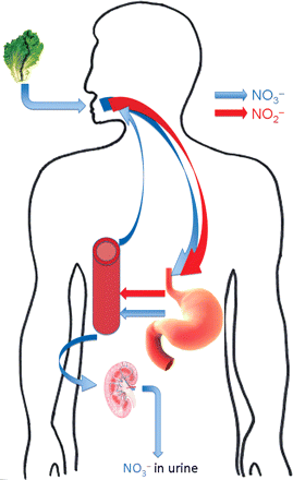 Simplified representation of the entero-salivary circulation of nitrate. Nitrate (represented by the blue arrows) derived from the diet is swallowed. It is rapidly and completely absorbed in the upper gastrointestinal tract. Approximately 25% is concentrated in the salivary glands and secreted into the mouth. Here it is reduced to nitrite (represented by the red arrows) by facultative anaerobes on the dorsum of the tongue and swallowed. Some of the nitrite undergoes acidic reduction to NO in the stomach, with the remainder being absorbed. The fate of nitrite is discussed in depth later. Sixty per cent of ingested nitrate is lost in the urine within 48 h.