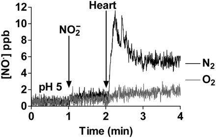 The addition of rat heart homogenate enhances the release of NO from acidified nitrite.15