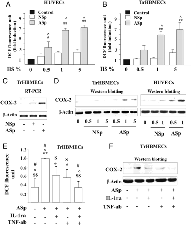 Effects of IL-1β and TNF-α present in smokers' serum on endothelial dysfunction in endothelial cells. Concentration-dependent effect of the pool of serum from nine AS (ASp) or pool of serum from nine NS (NSp) subjects on (A and B) ROS production. (C) COX-2 mRNA levels were detected by RT–PCR after 1 h exposure to ASp serum or NSp serum. (D) COX-2 protein expression was determined after 6 h of treatment with ASp serum or of the NSp serum. (E) Intracellular ROS generation and (F) COX-2 protein expression in TrHBMECs pre-incubated with IL-1ra and/or TNF-ab and then stimulated with ASp. *P < 0.05 and **P < 0.01 vs. control; ^P < 0.01 vs. NSp; $P < 0.05 and $ $P < 0.01 vs. ASp; °P < 0.05 vs. ASp + IL-1ra; #P < 0.05 vs. ASp + TNF-ab.