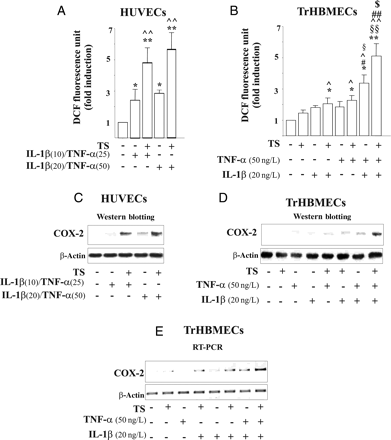Effects of IL-1β and TNF-α combined with TS on endothelial dysfunction. (A and B) ROS generation after 5 min' stimulation (*P < 0.05 and **P < 0.01 vs. control, ^P < 0.05 and ^^P < 0.01 vs. TS, #P < 0.05 and #P < 0.01 vs. IL-1β, §P < 0.05 and §§ vs. TNF-α, and $P < 0.05 vs. IL-1β/TNF-α). (C and D) COX-2 protein and (E) COX-2 mRNA levels after stimulation with TS, TNF-α and/or IL-1β.