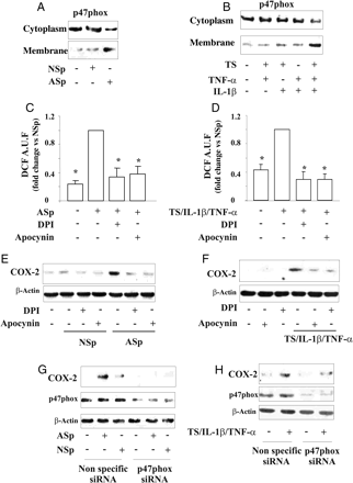 p47phox translocation and role of NADPH oxidase in the regulation of ROS generation and COX-2 expression induced by pooled serum and TS/IL-1β/TNF-α. Effect of (A) NSp serum or ASp serum, and (B) TS, IL-1β and/or TNF-α. TrHBMECs were pre-treated with (C–F) DPI or apocynin, or (G and H) transfected with non-specific siRNA or p47phox siRNA and then stimulated with pooled serum, or TS/IL-1β/TNF-α. (C and D) Intracellular ROS generation. (*P < 0.01 vs. ASp or TS/IL-1β/TNF-α). (E–H) COX-2 expression.