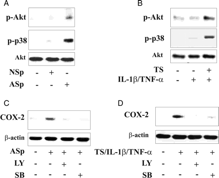Role of Akt and p38MAPK on COX-2 expression in endothelial cells incubated with different stimuli. After exposure to pooled AS/NS serum, or TS and/or IL-1β/TNF-α, or TS/IL-1β/TNF-α, endothelial cells were lysed and processed for (A and B) phosphorylation of Akt (p-Akt) and p38MAPK (p-p38). In (C and D) TrHBMECs were preincubated in the presence or absence of LY294002 (LY), SB203580 (SB) for 2 h then stimulated with the ASp serum or TS/IL-1β/TNF-α and processed for COX-2 protein.