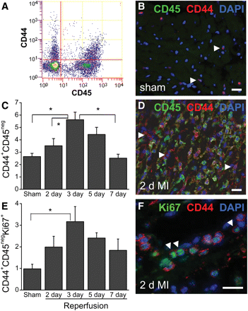 CD44+ cells proliferated in the infarct. (A) Representative flow cytometry histogram showing viable (calcein+) non-myocytes with CD44 and CD45. (B) Section from the sham-injured heart showing CD44+CD45neg cells (red). (C) Cytometry data showing CD44+CD45neg cells as a per cent of viable non-myocytes 2–7 days after infarction. (D) Sections from a 2-day infarct showed CD44+ (red) and CD45+ (green) cells in the infarct. (E) Flow cytometry showed that the number of proliferating (Ki67+) CD44+ cells peaked at 3 days after infarction. (F) A section from a 2-day infarct showed proliferating (Ki67+, green) CD44+ cells (red) within the infarct. Nuclei stained with DAPI (blue). Scale bar = 20 μm. Data shown as mean ± SE; *P < 0.05 [n = 8, 10, 6, 6, and 6 for sham through 7 days in (C) and n = 8, 6, 6, 6, and 6 for sham through 7 days in (E)]