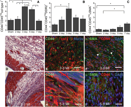 CD44+ cells became fibroblasts and myofibroblasts after MI. Cytometry data showing CD44+CD45neg cells after infarction with (A) collagen type I, (B) DDR2 and (C) α-SMA. (D) Trichrome staining of 3-day infarction. At this time, (E) CD44+ cells (green) and collagen type I (red) were present in the infarct. Few collagen fibrils were seen (blue) and (F) few myofibroblasts (α-SMA+, green) were present. Arrowheads show CD44+α-SMA+ cells. (G) Trichrome staining of 5-day infarction. At this time, (H) collagen type I (red) was more organized and fibrils (blue) were closely associated with CD44+ cells (green). (I) Expression of α-SMA (green) in the infarct substantially increased, indicating myofibroblast accumulation with more CD44+ (red) α-SMA+ (green) double-positive cells present. Scale bar = 20 μm. Data shown as mean ± SE; *P < 0.05 [n = 8, 4, 6, 5, and 7 for sham through 7 days in (A) and n = 7, 4, 5, 6, and 4 for sham through 7 days in (C)].