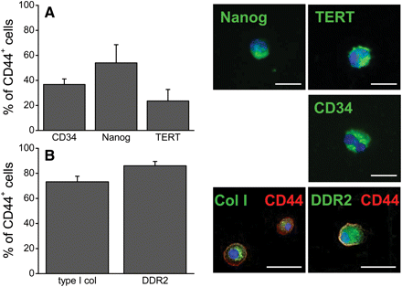 CD44+ cells from the uninjured heart expressed stem cell and fibroblast markers. (A) Uninjured hearts were analysed for CD44 and the stem cell markers CD34, Nanog, and TERT by cytometry to determine the percentage of CD44+ cells with primitive markers (n = 4). Microscopy shown for confirmation. (B) In addition, a majority of CD44+ cells (red) from uninjured hearts contained collagen type I and expressed DDR2 (n= 8). Microscopy showed small amounts of collagen type I in a perinuclear location as well as DDR2 expression (both in green). Nuclei stained with DAPI (blue). Data shown as mean ± SE. Scale bar = 20 μm.