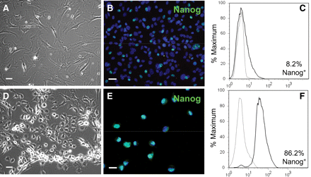 CD44+ cells were enriched for Nanog in SCM. CD44+ cells isolated from infarcted hearts and cultured in medium with 10% FBS maintained Nanog in <10% of the cells: (A) phase-contrast microscopy, (B) fluorescence microscopy, and (C) flow cytometry of anti-Nanog immunofluorescence (black line) compared with isotype control (grey line). When cultured in a serum-free SCM, the cells were smaller (D) and Nanog+ cells comprised almost 90% of the culture (E and F) (n = 2). Scale bar = 20 μm.
