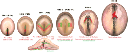 Schematic diagrams showing the pre-cardiac cells, from stage HH3 (PS3) to stage HH10, in the developing chick embryo. Red indicates the mesodermal pre-cardiac cells, and green the endodermal cells that are related to cardiogenesis. The section shows the migration of epiblast cells ingressing through the primitive streak at stage HH4.