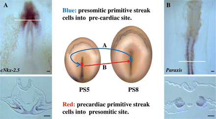 Schematic diagram showing the experimental procedure for the reciprocal transplantation (quail–chick chimera) of primitive streak cells, between embryos at stages PS5 (pre-cardiac cells, in red) and PS8 (pre-somitic cells, in blue). (A) Whole mount and section after in situ hybridization and immunocytochemistry (anti-quail) showing the quail pre-somitic cells (brown), transplanted into the pre-cardiac site, expressing cNkx-2.5 at the level of the pre-cardiac splanchnic mesoderm. (B) Whole mount and section after in situ hybridization and immunocytochemistry showing the quail pre-cardiac cells (brown), transplanted into the pre-somitic site, expressing Paraxis (specific somitic marker) at the level of the somites. The white line indicates the level of the respective section. Scale bars represent 400 µm.