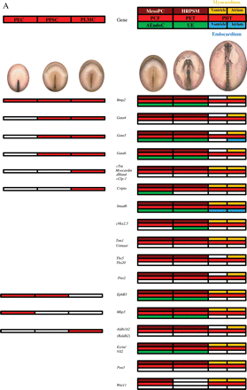 Genes expressing from HH5, in mesodermal pre-cardiac cells (MesoPC), reaching the primitive heart tube (A) or not (B). The diagrams on the left show in red the expression of different genes as described for Figure 3, but in this case the expression of the same genes can be also detected later in development, as indicated on the right. The expression of the different genes at the level of the primary cardiac field (PCF), primitive endocardial tubes (PET), and primitive heart tube (PHT) is indicated by colors. When a gene is specific for the primary cardiac field, it may be expressed at the level of the mesodermal pre-cardiac cells (MesoPC, in brown) and/or the adjacent endodermal cells (AEndoC, in green). When a gene is specific for the primitive endocardial tube, it may be expressed at the level of the heart rudiment pre-cardiac splanchnic mesoderm (HRPSM, in brown) and/or the underlying endoderm (UE, in green). Finally, the genes expressed at the level of the primitive heart tube may be located in the myocardium (in yellow) and/or endocardium (in blue), corresponding to the ventricle (half left side) or atrium (half right side).