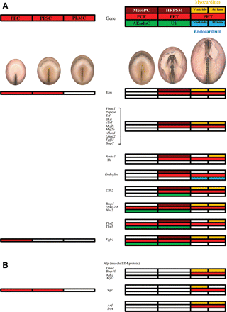 (A) The genes expressed from HH8, in heart rudiment pre-cardiac splachnic mesoderm (HRPSM) reaching to the primitive heart tube. (B) The genes expressed from stage HH10, at the level of the primitive heart tube. The diagrams on the left show in red the expression of different genes as described for Figure 3, but in this case the expression of the same genes can also be detected later in development as indicated on the right. The expression of the different genes at the level of the primary cardiac field (PCF), primitive endocardial tubes (PET), and primitive heart tube (PHT) is indicated by colors. When a gene is specific for the primary cardiac field, it may be expressed at the level of the mesodermal pre-cardiac cells (MesoPC, in brown) and/or the adjacent endodermal cells (AEndoC, in green). When a gene is specific of the primitive endocardial tube, it may be expressed at the level of the heart rudiment pre-cardiac splanchnic mesoderm (HRPSM, in brown) and/or the underlying endoderm (UE, in green). Finally, the genes expressed at the level of the primitive heart tube may be located in the myocardium (in yellow) and/or endocardium (in blue), corresponding to the ventricle (half left side) or atrium (half right side).