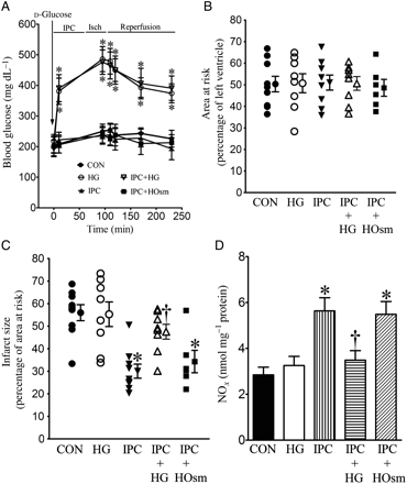 HG inhibited decreases in myocardial infarct size produced by IPC in WT mice subjected to I/R injury. (A) Blood glucose concentrations during myocardial ischaemia (Isch) and reperfusion; (B) AAR expressed as the percentage of the left ventricle; (C) infarct size expressed as the percentage of AAR. All mice were subjected to 30 min of coronary occlusion followed by 2 h of reperfusion (CON). IPC was induced by four cycles of 5 min of ischaemia/5 min of reperfusion. Mice were injected with d-glucose to produce HG or mannitol to produce hyperosmolarity (HOsm); (D) NO concentrations. The hearts were collected 5 min after reperfusion, and myocardial NO and its metabolites (nitrate and nitrite) were measured. *P < 0.05 vs. CON, †P < 0.05 vs. IPC (n = 6–10 mice/group).