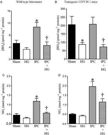 Effects of HG on myocardial tetrahydrobiopterin (BH4) and nitric oxide (NOx) concentrations in WT littermates and transgenic GTPCH-1 mice during IPC. (A and B) Myocardial BH4 concentrations in WT and transgenic GTPCH-1 mice, respectively; (C and D) NOx production in WT and transgenic GTPCH-1 mice, respectively. WT littermates and transgenic GTPCH-1 mice underwent a sham operation (sham) or IPC induced by four cycles of 5 min of ischaemia/5 min of reperfusion in the presence or absence of HG. Mice were not subjected to prolonged coronary artery occlusion and reperfusion. The hearts were excised 5 min after the final IPC and immediately frozen for measurement of BH4 or NOx. *P < 0.05 vs. sham; †P < 0.05 vs. IPC (n = 5–9 mice/group).