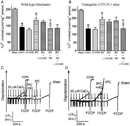 Effects of HG or l-NAME on opening of the mPTP in WT littermates and transgenic GTPCH-1 mice with and without IPC in vivo. (A and B) The amount of in vitro Ca2+ overload required to open the mPTP pore in WT littermate and transgenic GTPCH-1 mice, respectively; (C and D) representative tracings showing the changes in membrane potential (ΔΨm) of mitochondria isolated from WT littermate or transgenic GTPCH-1 hearts after in vitro Ca2+ loading, respectively. Opening of the mPTP pore was assessed by following changes in ΔΨm using the fluorescent dye rhodamine 123. Carbonyl cyanide 4-(trifluoromethoxy)phenylhydrazone (FCCP) was added at the arrows to depolarize mitochondria. a.u., arbitrary unit. *P < 0.05 vs. sham; †P < 0.05 vs. CON; ‡P < 0.05 vs. IPC (n = 9–10/group).