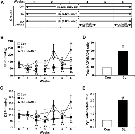 βL reduces BP in SHR and induces NADH oxidation in endothelial cells. (A) Experimental schedule of βL and/or L-NAME treatment. L-NAME was added to drinking water for 7 days during Week 4 and 6 (50 mg/kg/day) in the βL + L-NAME group. (B and C) BP was measured six times using the tail cuff method. SBP and DBP measurements were analysed on the basis of the resting SBP. The SBP (B) and DBP (C) were evaluated using the mean value of six measurements under stable-heart rate conditions. Control group, n= 5; βL group, n= 6; βL + L-NAME group, n= 6; grouped quantitative data are presented as means ± SEM. ANOVA, *P< 0.05, **P< 0.01, βL group compared with control group; ##P< 0.01, βL + L-NAME group compared with control group. The cellular NAD+/NADH ratio was analysed in bEnd.3 cells. (D) Cells were treated with 10 μmol/L βL for 15 min. Treated cells were harvested with 80% methanol, and the supernatant was used for NAD+ and NADH measurements. The NAD+/NADH ratio was calculated from levels of total NAD+ and total NADH measured by high performance liquid chromatography/mass spectrometry/mass spectrometry analysis. (E) Cells were treated with 10 μmol/L βL for 15 min. Treated cells were harvested with 1 mol/L perchloric acid. The supernatant was used for pyruvate and lactate measurements. Grouped quantitative data are presented as means ± SEM from a minimum of three independent experiments. Student's t-test, *P< 0.05, and **P< 0.01 compared with the control group.