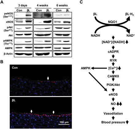βL activates eNOS in the aorta of SHR. The SHR were divided into three groups containing three to six animals. 0.12% βL (wt/wt) was added to the regular chow diet for 3 days, 4 weeks, and 6 weeks. The SHR aortas were excised and pooled. (A) Western blot analyses were performed using indicated antibodies for total aortic protein according to the manufacturer's protocol. Representative blots from three independent experiments are shown. (B) The aortas of SHR treated with βL for 6 weeks were excised. Aortic eNOS protein was detected using an anti-eNOS antibody and visualized with red fluorescence. The arrow indicates the aortic endothelium. Pictures are shown at ×200 magnification with a confocal microscope. Control group, n= 3–5; βL group, n= 3–6. (C) Model for the BP regulation mechanism of βL.