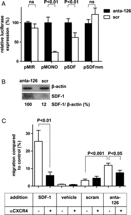 MiR-126 affects the expression and function of SDF-1 in vitro. (A) EC-RF24 were pre-incubated with scramblemir or antagomir-126 and transfected with pMIR as negative control, pMONO as positive control, pSDF with the sequence of the SDF-1 miR-126 binding site or a variant with a single mismatch in the seed sequence (pSDFmm). Experiments were performed in triplicate and data are expressed as mean values ± standard error of the mean. (B) HUVECs were incubated for 48 h with antagomir-126 or scramblemir and conditioned cell supernatants subjected to western blot analysis. Quantitative analysis of SDF-1 band intensity on western blot was performed using image-J and normalized for β-actin with the antagomir-126 band set at 100%. (C) HUVECs (n = 4) were treated with antagomir-126, scramblemir or vehicle and the conditioned media were used to study the chemotactic activity towards human hematopoietic CD34+ cells in vitro. Recombinant SDF-1 was used as positive control and the contribution of the SDF-1 receptor (CXCR4) was studied with the use of a function-blocking antibody (αCXCR4) (n = 2).
