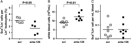 MiR-126 does not solely affect mobilization of Sca-1+/Lin− cells in vivo. (A) Ten days after injection of scramblemir or antagomir-126, Sca-1+/Lin− cells in whole blood were analysed by FACS, expressed as percentage of total Lin+ leucocytes. (B) Ten days after injection of scramblemir or antagomir-126, total white blood cell counts per millilitre was determined. (C) Ten days after scramblemir- or antagomir-126-injection Sca-1+/Lin− cells were analysed by FACS in whole blood expressed as total number in millilitre blood.