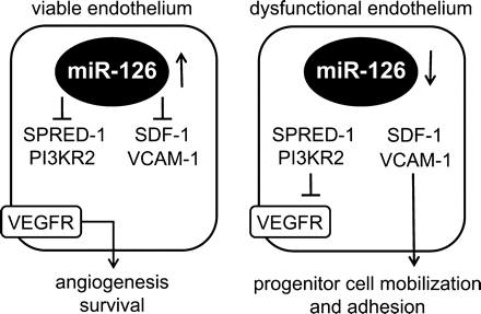 MiR-126 acts as a vasculogenic switch. In viable endothelium miR-126 inhibits the expression of SPRED-1 and PI3KR2 thereby facilitating VEGF-dependent angiogenesis. Furthermore, the expression of SDF-1 and VCAM-1 are inhibited. When miR-126 is lost, SPRED-1 and PI3KR2 are up regulated thereby blocking angiogenesis, at the same time SDF-1 and VCAM-1 levels are up regulated and this elevation subsequently leads to an increased mobilization and adhesion of bone marrow-derived progenitors.